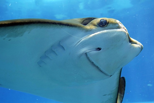 sea creature