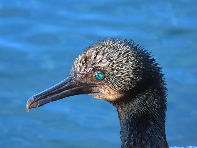 sea fowl