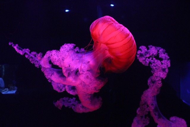 sea life