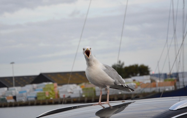 sea song