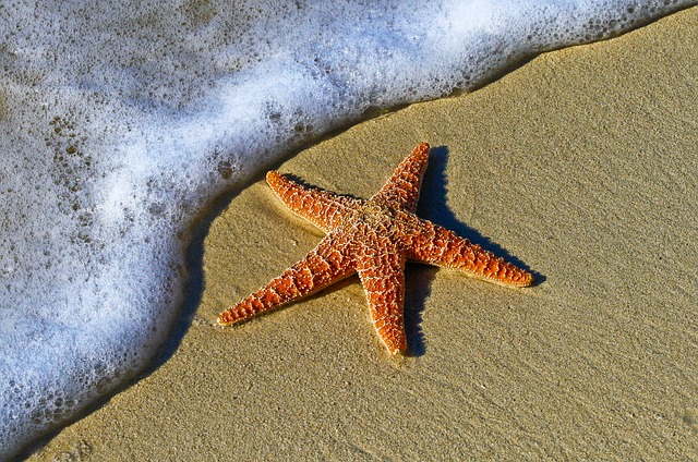 sea star