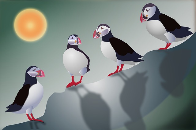 seabird