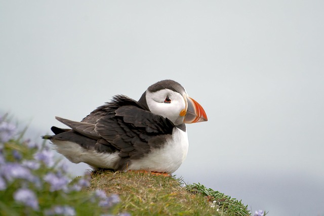 seabirds