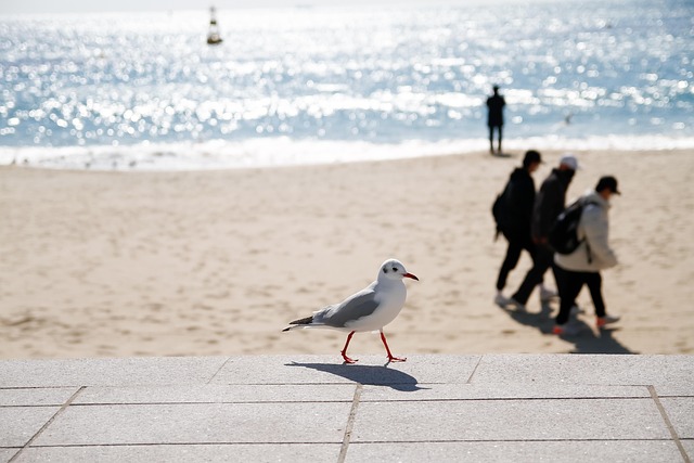 seagull
