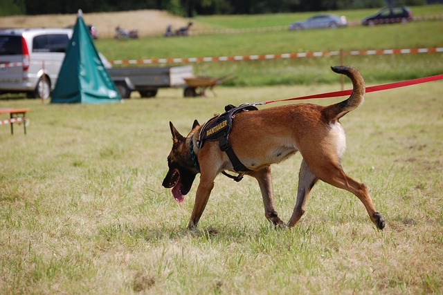 search and rescue dog