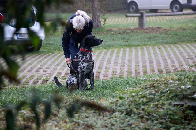 search dog