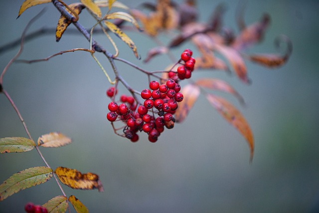 seasonal fruit