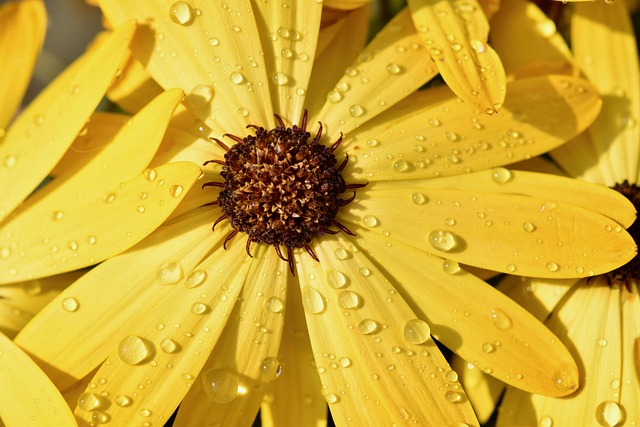 seasonal rain