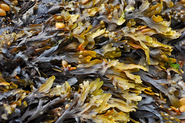 Hình ảnh minh họa ý nghĩa của từ seaweed