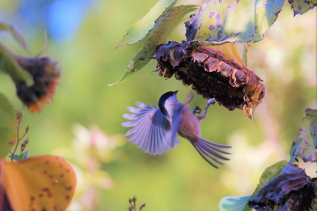 Hình ảnh minh họa ý nghĩa của từ seed