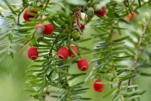 seed coat