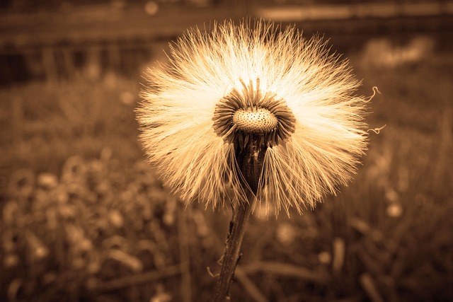 seed dispersal