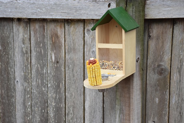 seed feeder