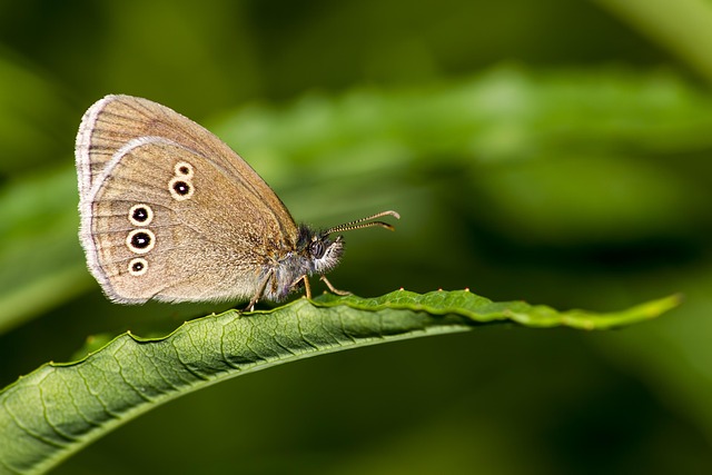 Hình ảnh minh họa ý nghĩa của từ seemly
