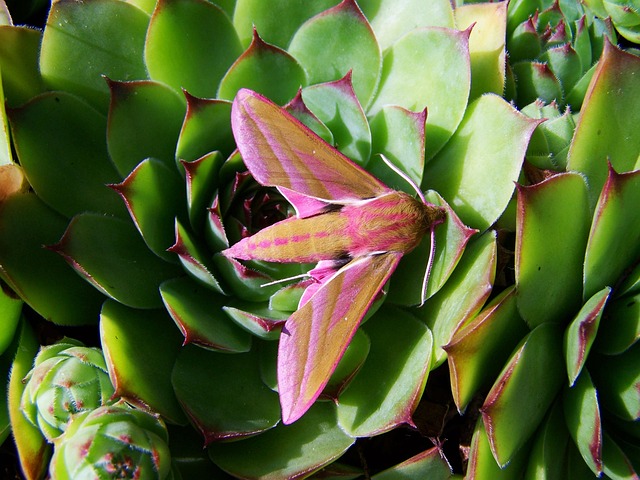 Hình ảnh minh họa ý nghĩa của từ sender