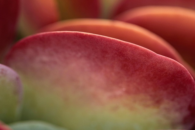 Hình ảnh minh họa ý nghĩa của từ sensuous