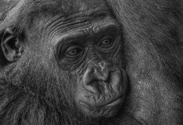 Hình ảnh minh họa ý nghĩa của từ sentient