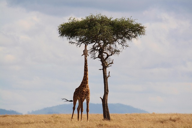 serengeti