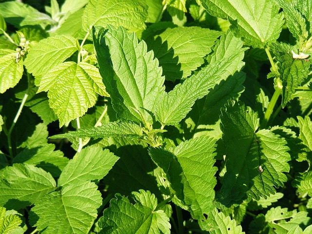 Hình ảnh minh họa ý nghĩa của từ serotonin