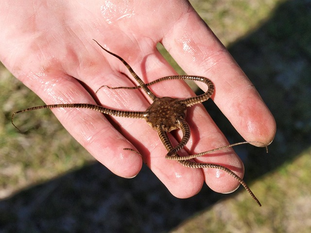 serpent star