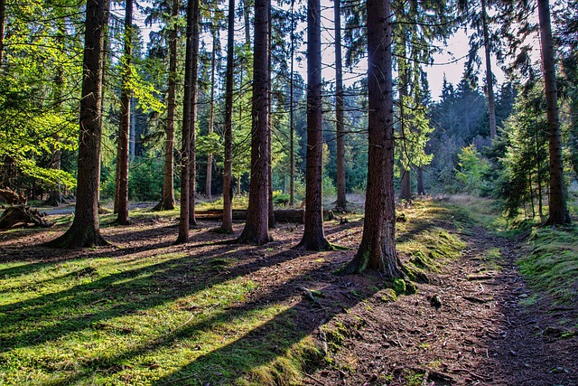 Hình ảnh minh họa ý nghĩa của từ shading