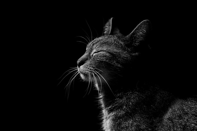 shadow side