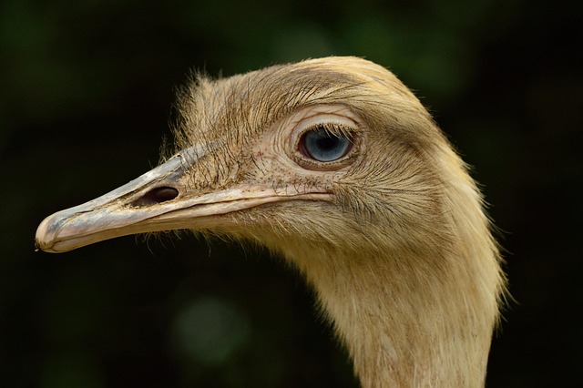 Hình ảnh minh họa ý nghĩa của từ shamelessness