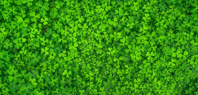 Hình ảnh minh họa ý nghĩa của từ shamrock