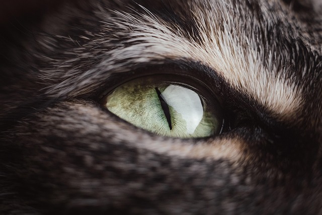 sharp focus