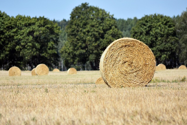 Hình ảnh minh họa ý nghĩa của từ sheaf