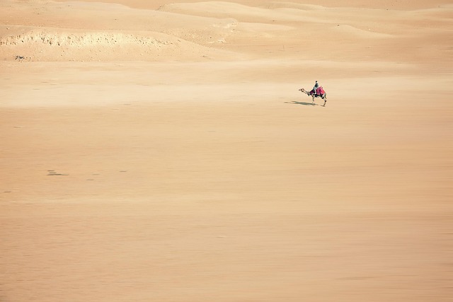 ship of the desert