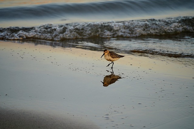shorebird