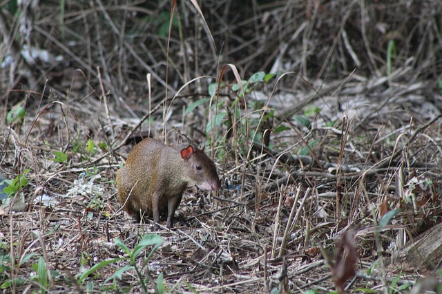 shrew