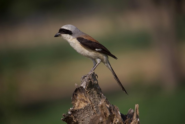 Hình ảnh minh họa ý nghĩa của từ shrinking