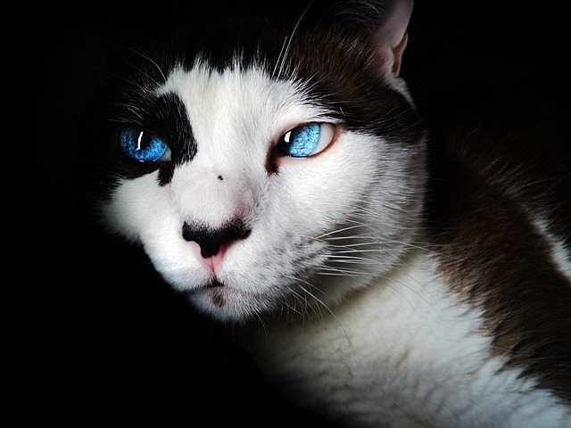 siamese cat