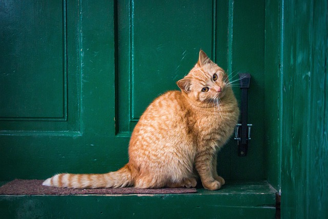 siamese ginger