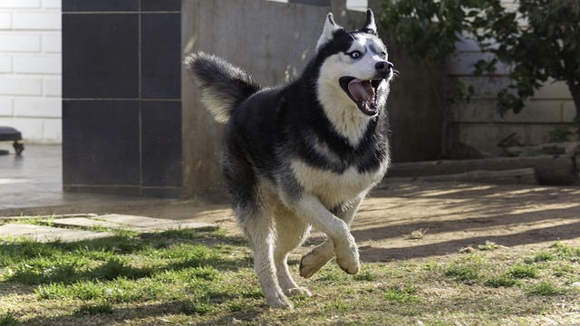 siberian husky