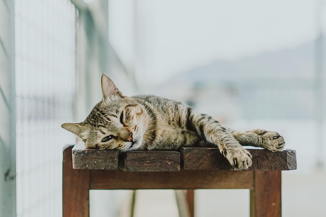 Hình ảnh minh họa ý nghĩa của từ siesta