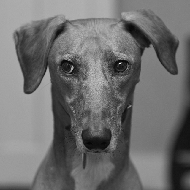 sight hound