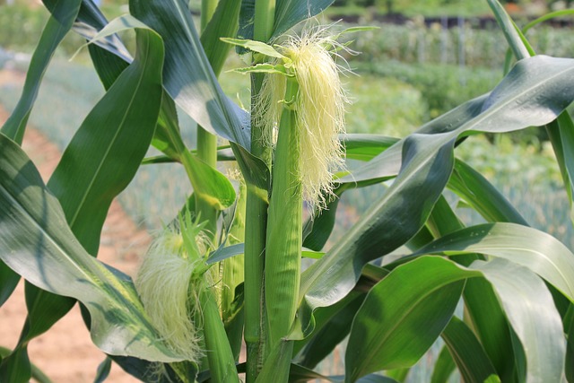 silk-farming