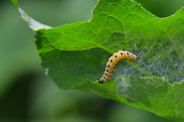 silk larva