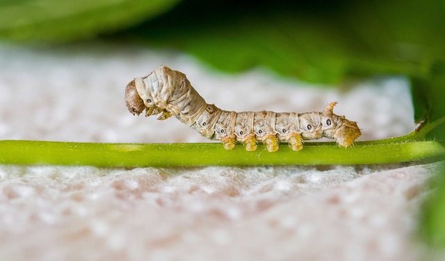 silk moth