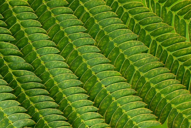 silkworm