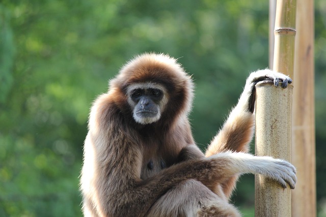 simian
