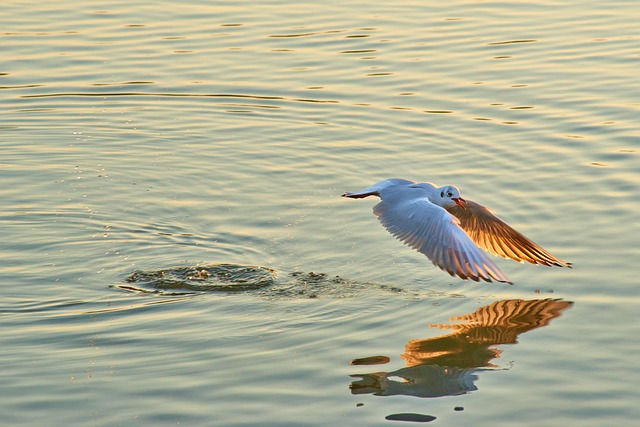 Hình ảnh minh họa ý nghĩa của từ skimmed