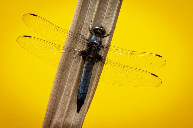 skimmer