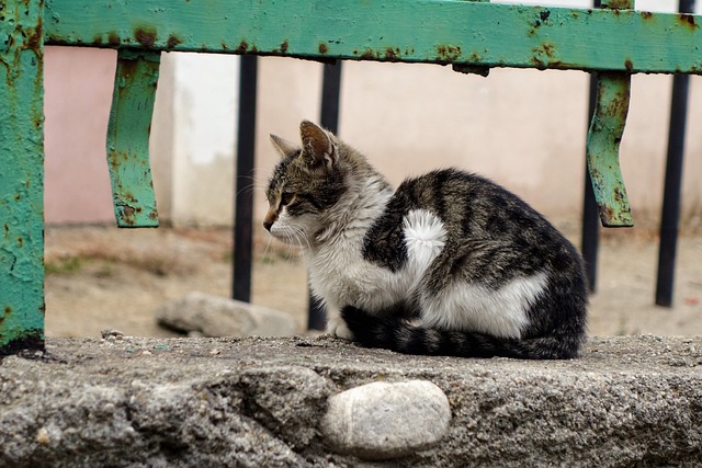 Hình ảnh minh họa ý nghĩa của từ skinniness