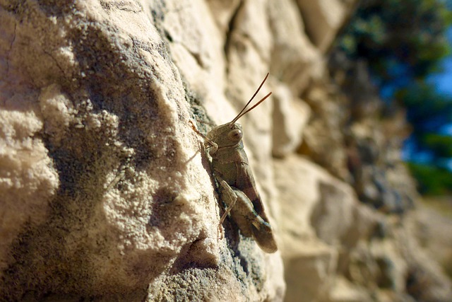 Hình ảnh minh họa ý nghĩa của từ skip