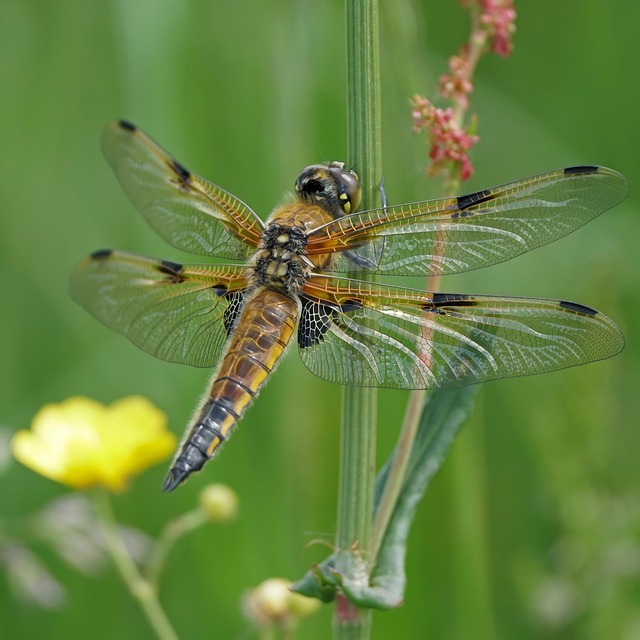 Hình ảnh minh họa ý nghĩa của từ slanderous