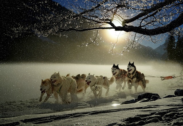 sled dog